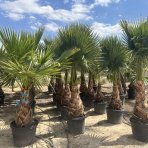 Mexická palma (Washingtonia robusta) – výška 220-240 cm, výška kmeňa 80-90 cm, kont. C70L (-4°C)